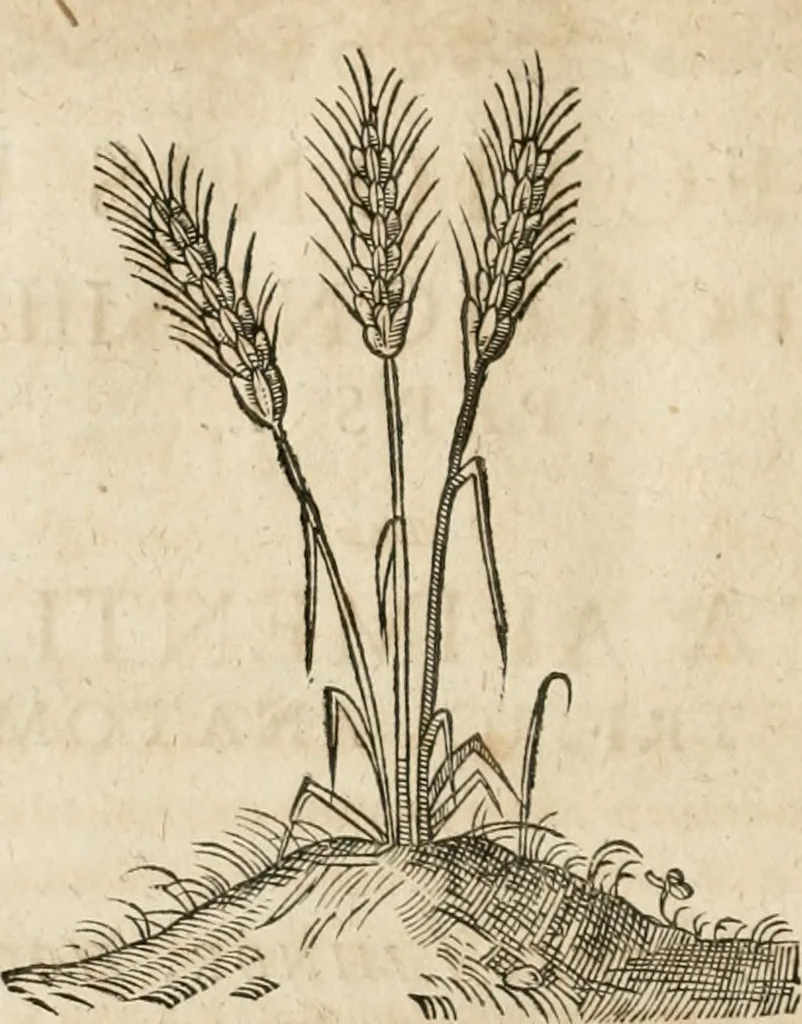 An illustration from Anatomiae amphitheatrvm effigie triplici, more et conditione varia, designatvm, 1623, leaf 9