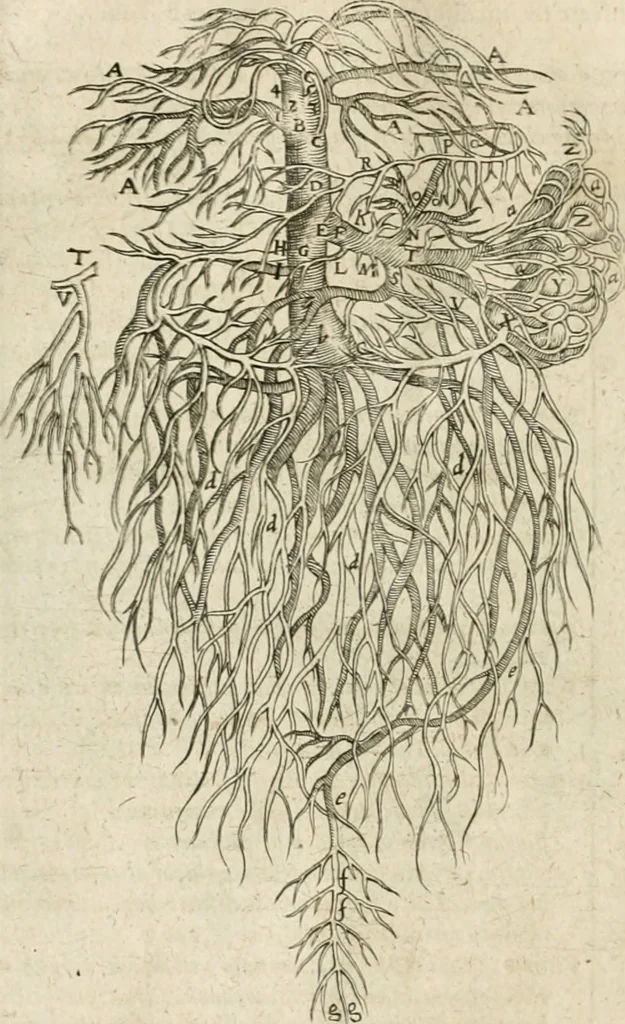 An illustration from Anatomiae amphitheatrvm effigie triplici, more et conditione varia, designatvm, 1623, leaf 91