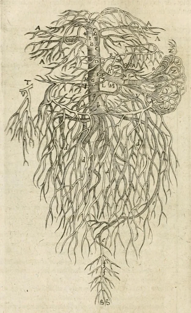 An illustration from Anatomiae amphitheatrvm effigie triplici, more et conditione varia, designatvm, 1623, leaf 92