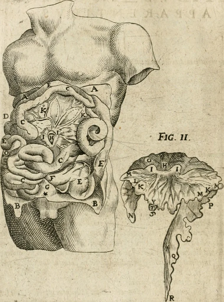 An illustration from Anatomiae amphitheatrvm effigie triplici, more et conditione varia, designatvm, 1623, leaf 93