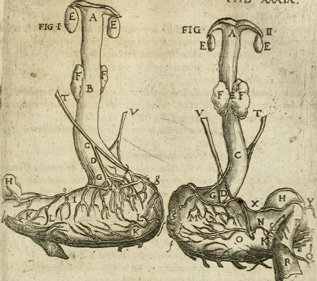 An illustration from Anatomiae amphitheatrvm effigie triplici, more et conditione varia, designatvm, 1623, leaf 98