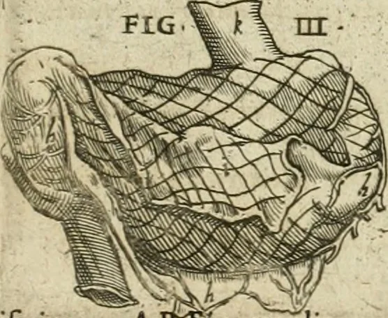 An illustration from Anatomiae amphitheatrvm effigie triplici, more et conditione varia, designatvm, 1623, leaf 98