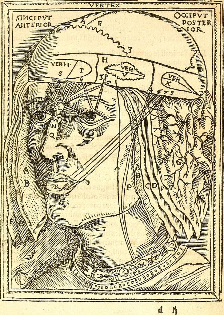 An illustration from Anatomiae, hoc est, corporis humani dissectionis pars prior, in qua singula quae ad caput spectant recensentur membra atque singulae partes, singulis suis ad uiuum commodissimè expressis figuris, deliniantur, 1537, leaf 30