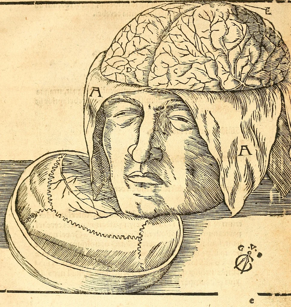 An illustration from Anatomiae, hoc est, corporis humani dissectionis pars prior, in qua singula quae ad caput spectant recensentur membra atque singulae partes, singulis suis ad uiuum commodissimè expressis figuris, deliniantur, 1537, leaf 36
