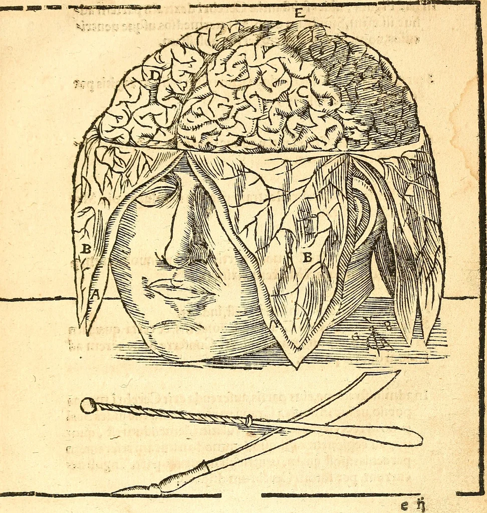 An illustration from Anatomiae, hoc est, corporis humani dissectionis pars prior, in qua singula quae ad caput spectant recensentur membra atque singulae partes, singulis suis ad uiuum commodissimè expressis figuris, deliniantur, 1537, leaf 38