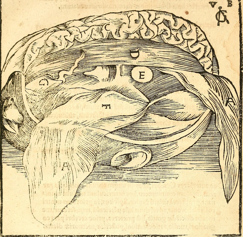 An illustration from Anatomiae, hoc est, corporis humani dissectionis pars prior, in qua singula quae ad caput spectant recensentur membra atque singulae partes, singulis suis ad uiuum commodissimè expressis figuris, deliniantur, 1537, leaf 40