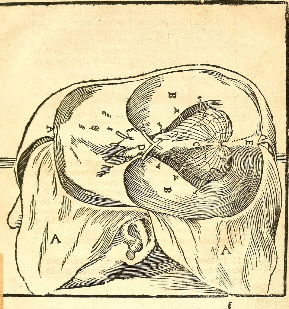 An illustration from Anatomiae, hoc est, corporis humani dissectionis pars prior, in qua singula quae ad caput spectant recensentur membra atque singulae partes, singulis suis ad uiuum commodissimè expressis figuris, deliniantur, 1537, leaf 44
