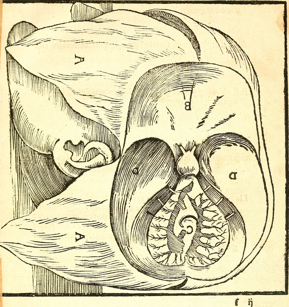 An illustration from Anatomiae, hoc est, corporis humani dissectionis pars prior, in qua singula quae ad caput spectant recensentur membra atque singulae partes, singulis suis ad uiuum commodissimè expressis figuris, deliniantur, 1537, leaf 46