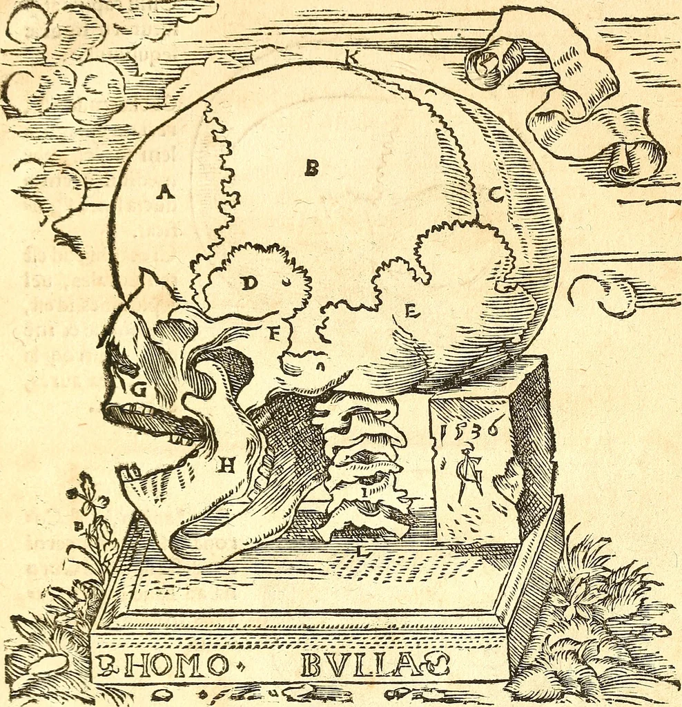 An illustration from Anatomiae, hoc est, corporis humani dissectionis pars prior, in qua singula quae ad caput spectant recensentur membra atque singulae partes, singulis suis ad uiuum commodissimè expressis figuris, deliniantur, 1537, leaf 54