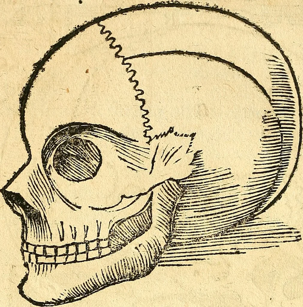 An illustration from Anatomiae, hoc est, corporis humani dissectionis pars prior, in qua singula quae ad caput spectant recensentur membra atque singulae partes, singulis suis ad uiuum commodissimè expressis figuris, deliniantur, 1537, leaf 55