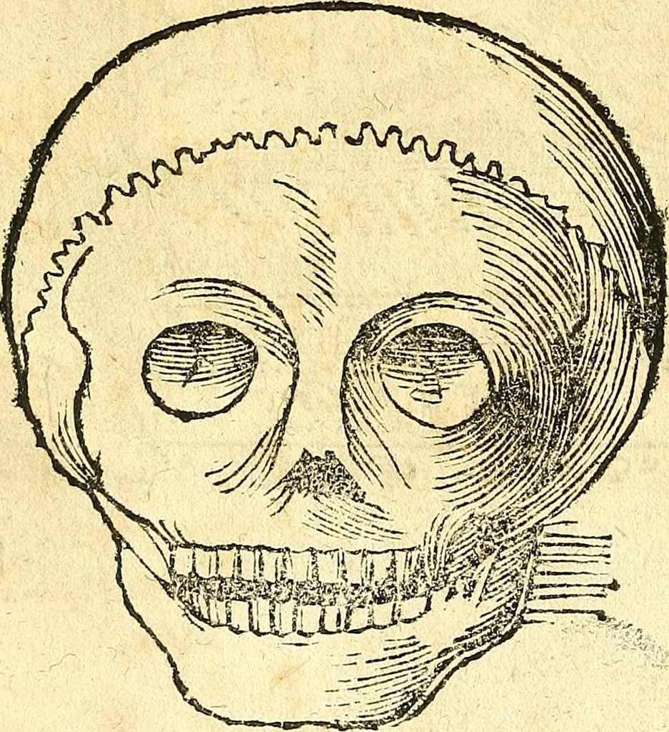 An illustration from Anatomiae, hoc est, corporis humani dissectionis pars prior, in qua singula quae ad caput spectant recensentur membra atque singulae partes, singulis suis ad uiuum commodissimè expressis figuris, deliniantur, 1537, leaf 55