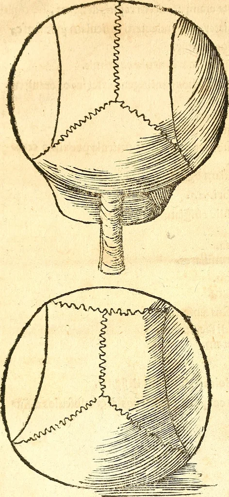An illustration from Anatomiae, hoc est, corporis humani dissectionis pars prior, in qua singula quae ad caput spectant recensentur membra atque singulae partes, singulis suis ad uiuum commodissimè expressis figuris, deliniantur, 1537, leaf 56