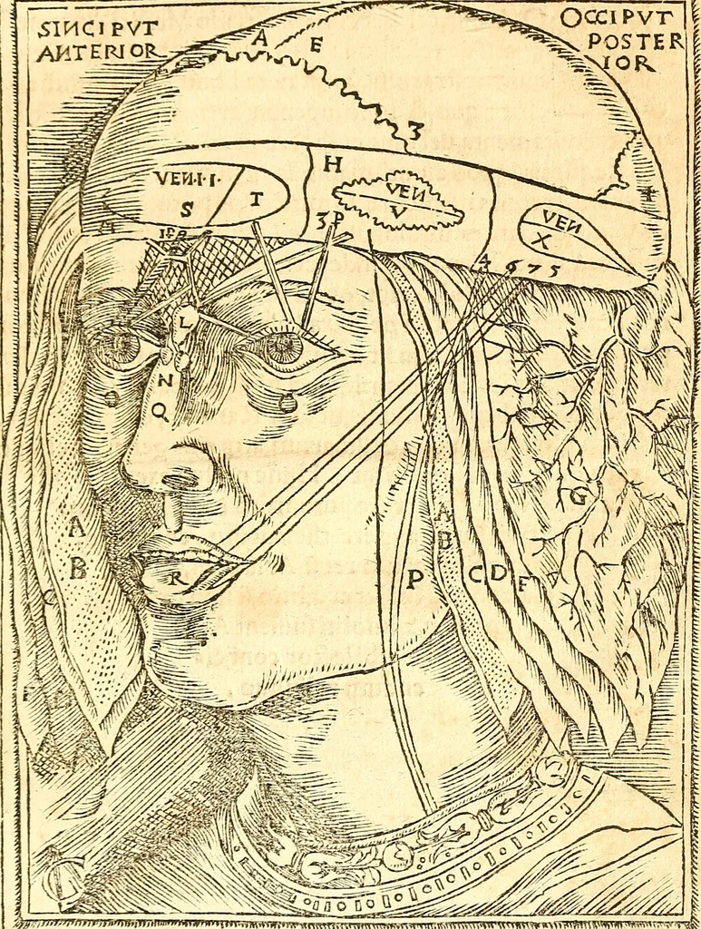An illustration from Anatomiae, hoc est, corporis humani dissectionis pars prior, in qua singula quae ad caput spectant recensentur membra atque singulae partes, singulis suis ad uiuum commodissimè expressis figuris, deliniantur, 1537, leaf 58