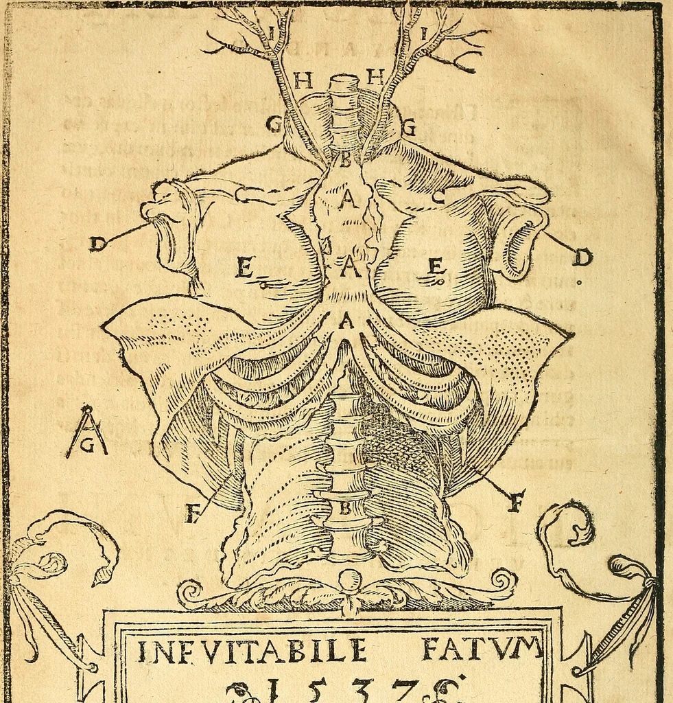 An illustration from Anatomiae, hoc est, corporis humani dissectionis pars prior, in qua singula quae ad caput spectant recensentur membra atque singulae partes, singulis suis ad uiuum commodissimè expressis figuris, deliniantur, 1537, leaf 69