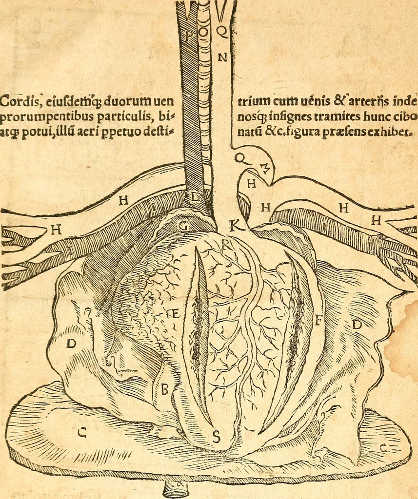 An illustration from Anatomiae, hoc est, corporis humani dissectionis pars prior, in qua singula quae ad caput spectant recensentur membra atque singulae partes, singulis suis ad uiuum commodissimè expressis figuris, deliniantur, 1537, leaf 72
