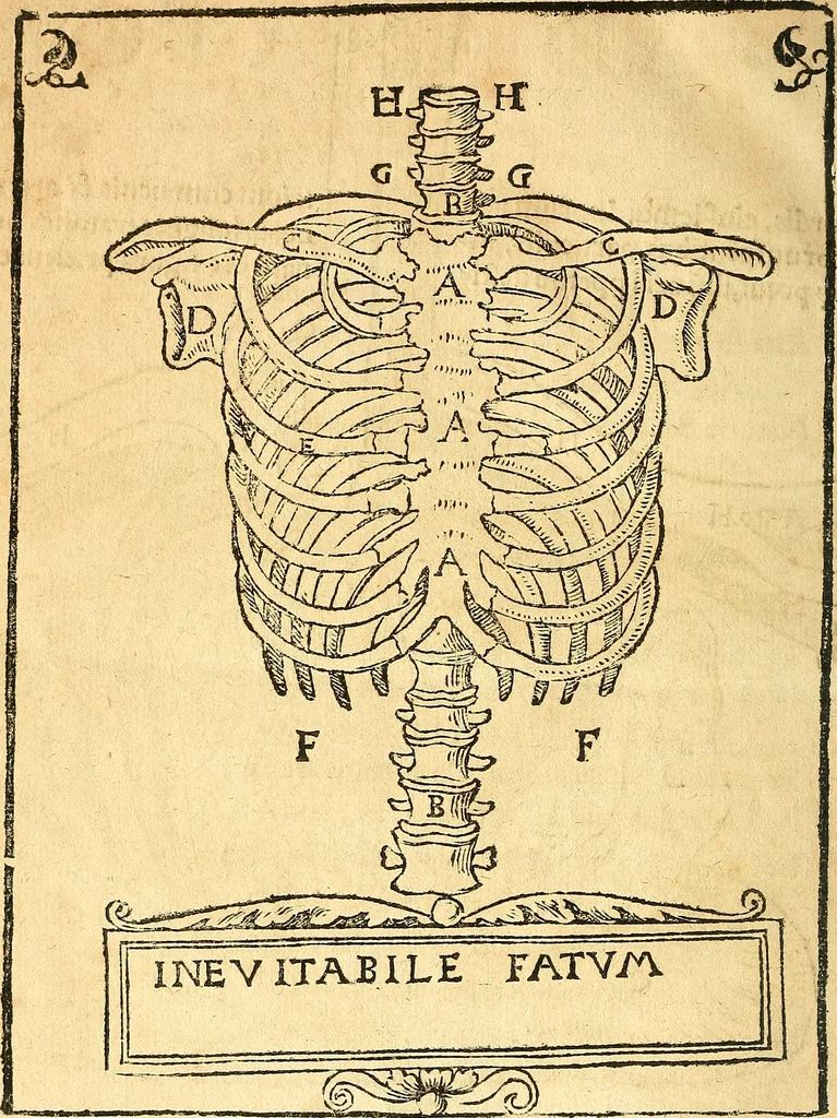 An illustration from Anatomiae, hoc est, corporis humani dissectionis pars prior, in qua singula quae ad caput spectant recensentur membra atque singulae partes, singulis suis ad uiuum commodissimè expressis figuris, deliniantur, 1537, leaf 73