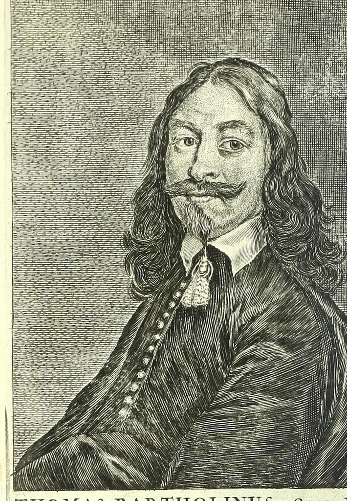 An illustration from Anatomia, ex Caspari Bartholini parentis Institutionibus,, 1651, leaf 10
