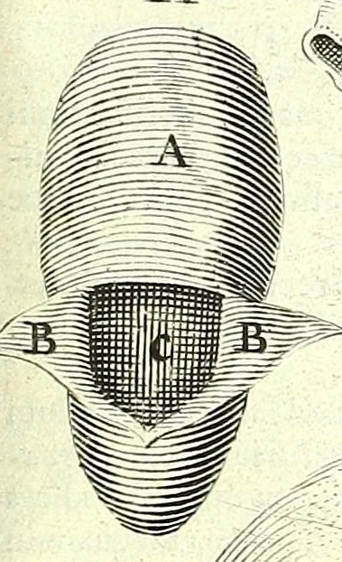 An illustration from Anatomia, ex Caspari Bartholini parentis Institutionibus,, 1651, leaf 103