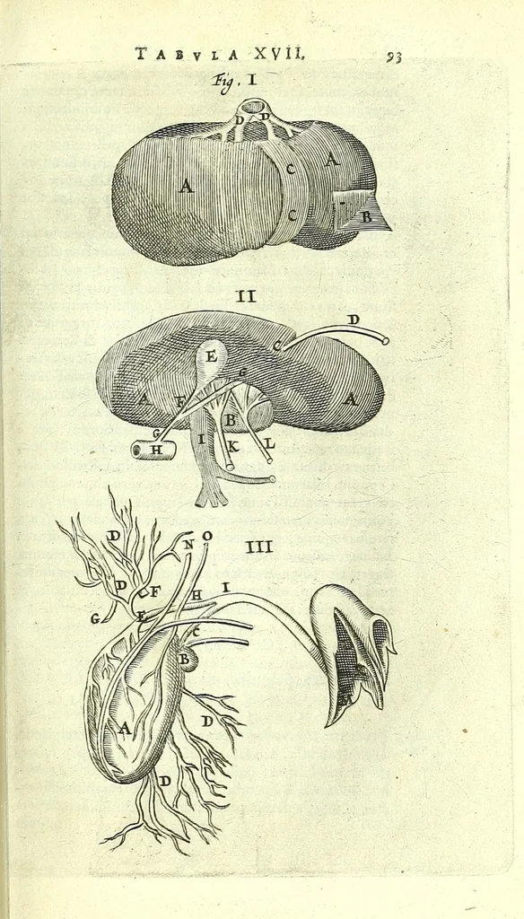 An illustration from Anatomia, ex Caspari Bartholini parentis Institutionibus,, 1651, leaf 115