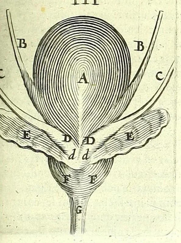 An illustration from Anatomia, ex Caspari Bartholini parentis Institutionibus,, 1651, leaf 151
