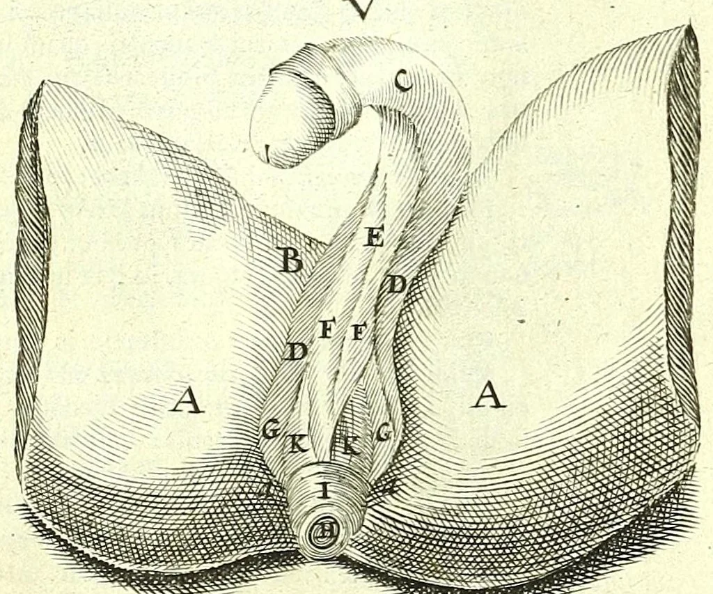 An illustration from Anatomia, ex Caspari Bartholini parentis Institutionibus,, 1651, leaf 171