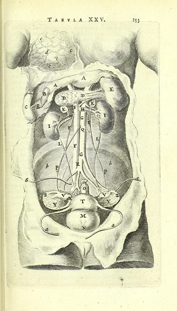 An illustration from Anatomia, ex Caspari Bartholini parentis Institutionibus,, 1651, leaf 175