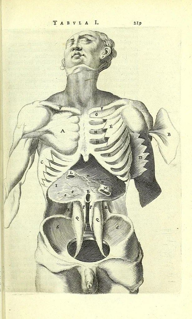 An illustration from Anatomia, ex Caspari Bartholini parentis Institutionibus,, 1651, leaf 241