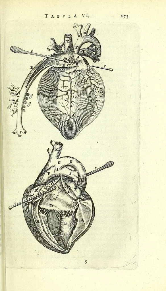 An illustration from Anatomia, ex Caspari Bartholini parentis Institutionibus,, 1651, leaf 295