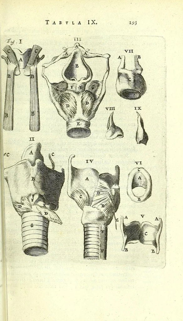 An illustration from Anatomia, ex Caspari Bartholini parentis Institutionibus,, 1651, leaf 315