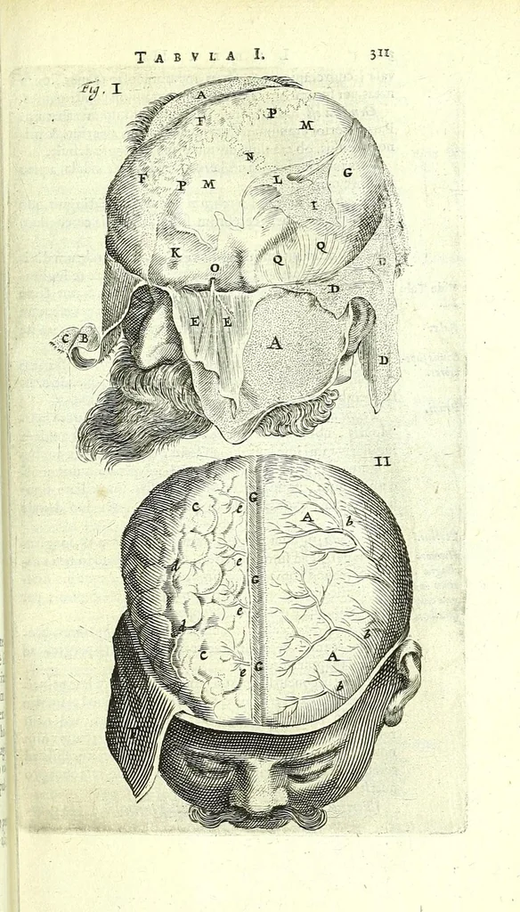 An illustration from Anatomia, ex Caspari Bartholini parentis Institutionibus,, 1651, leaf 333