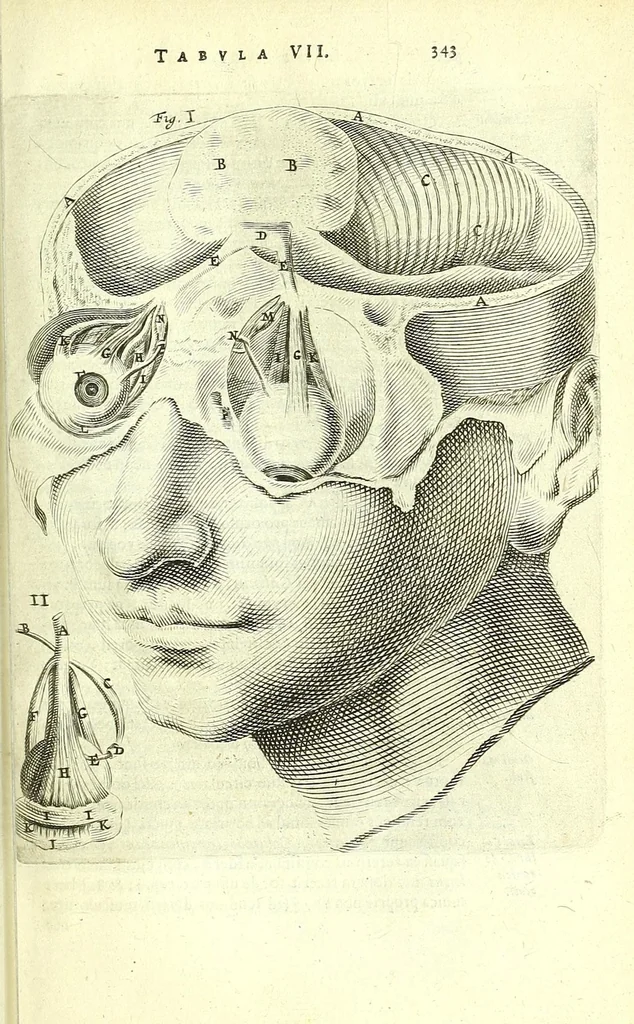 An illustration from Anatomia, ex Caspari Bartholini parentis Institutionibus,, 1651, leaf 365