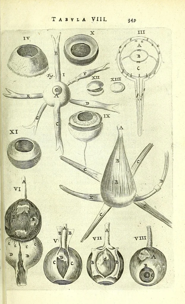 An illustration from Anatomia, ex Caspari Bartholini parentis Institutionibus,, 1651, leaf 371