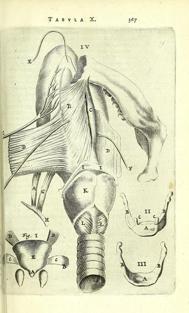 An illustration from Anatomia, ex Caspari Bartholini parentis Institutionibus,, 1651, leaf 389