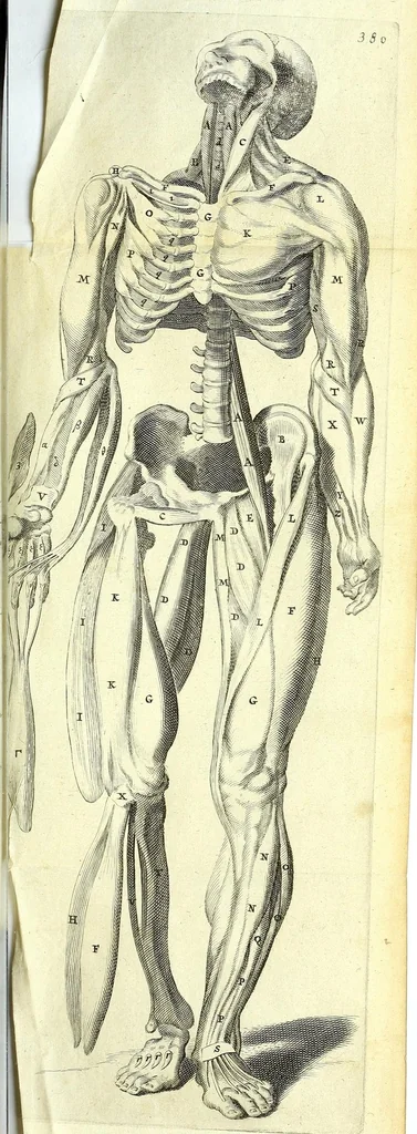 An illustration from Anatomia, ex Caspari Bartholini parentis Institutionibus,, 1651, leaf 403