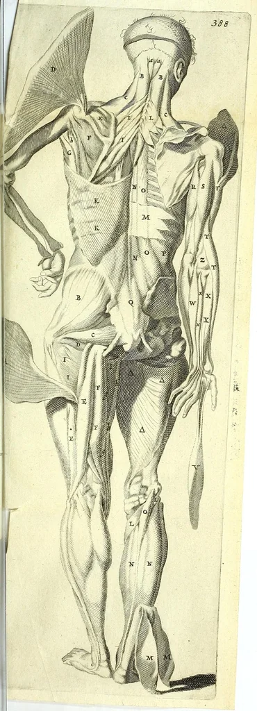 An illustration from Anatomia, ex Caspari Bartholini parentis Institutionibus,, 1651, leaf 413