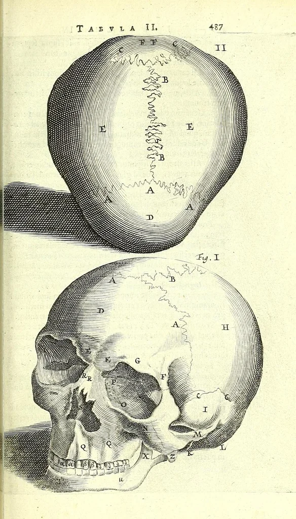 An illustration from Anatomia, ex Caspari Bartholini parentis Institutionibus,, 1651, leaf 521