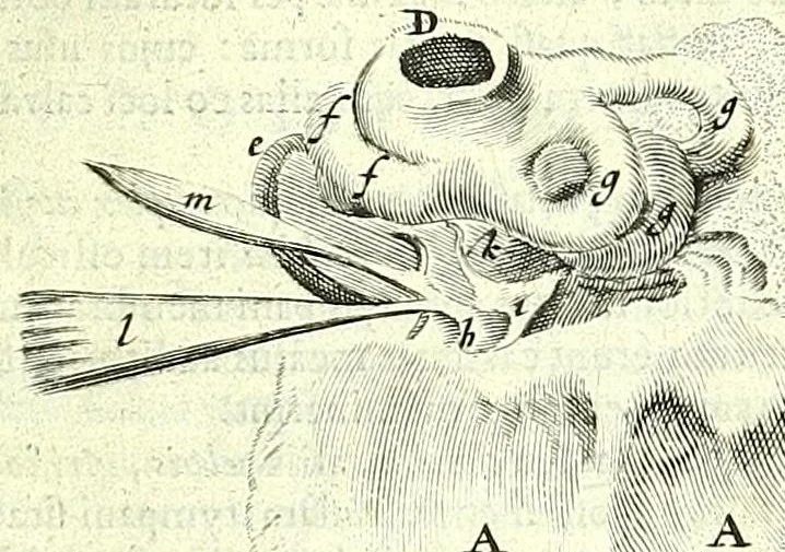 An illustration from Anatomia, ex Caspari Bartholini parentis Institutionibus,, 1651, leaf 525