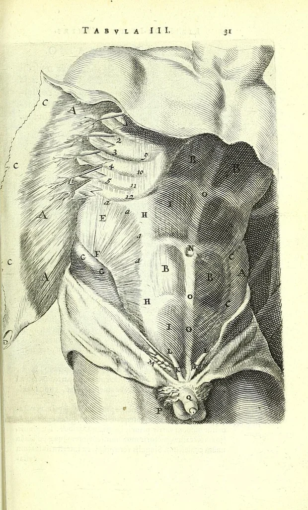 An illustration from Anatomia, ex Caspari Bartholini parentis Institutionibus,, 1651, leaf 53