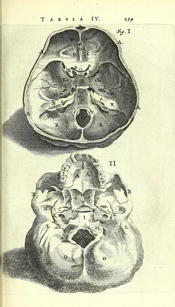 An illustration from Anatomia, ex Caspari Bartholini parentis Institutionibus,, 1651, leaf 533