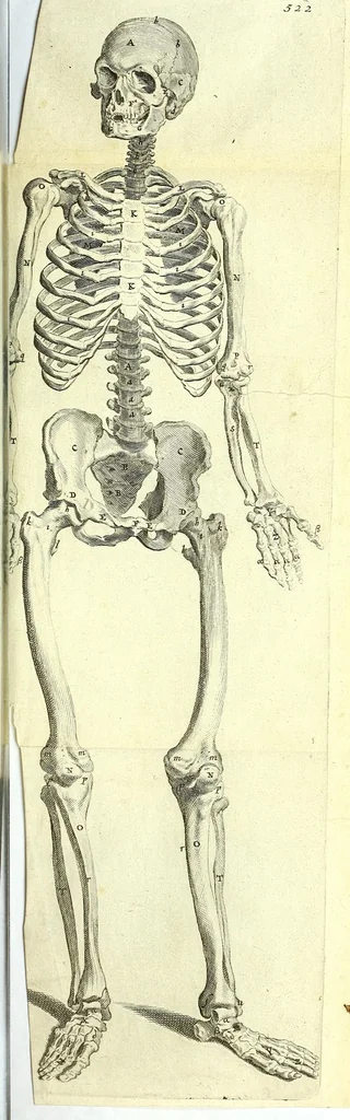 An illustration from Anatomia, ex Caspari Bartholini parentis Institutionibus,, 1651, leaf 557