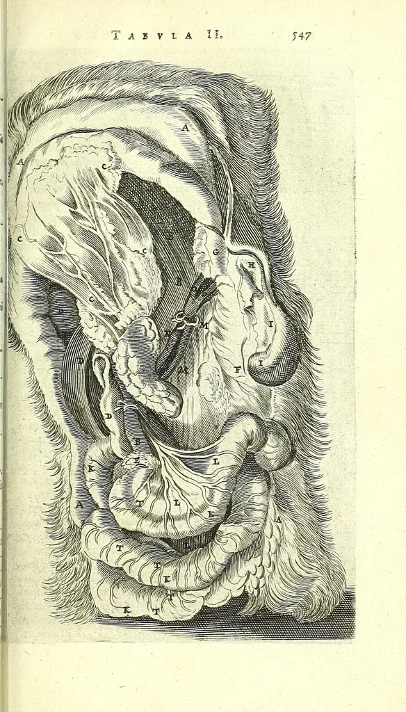 An illustration from Anatomia, ex Caspari Bartholini parentis Institutionibus,, 1651, leaf 583