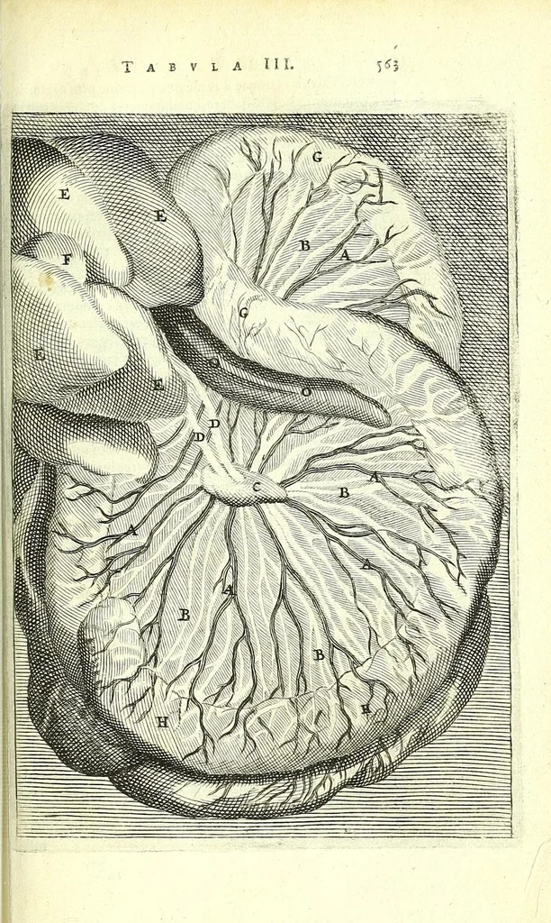 An illustration from Anatomia, ex Caspari Bartholini parentis Institutionibus,, 1651, leaf 599