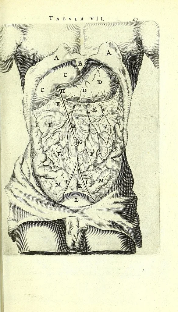 An illustration from Anatomia, ex Caspari Bartholini parentis Institutionibus,, 1651, leaf 69