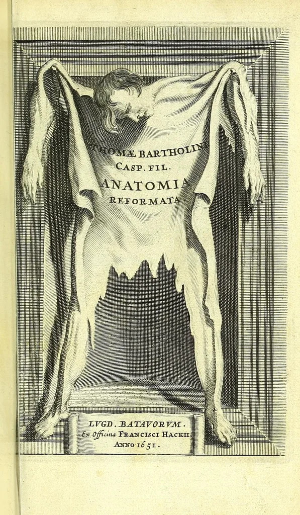An illustration from Anatomia, ex Caspari Bartholini parentis Institutionibus,, 1651, leaf 7
