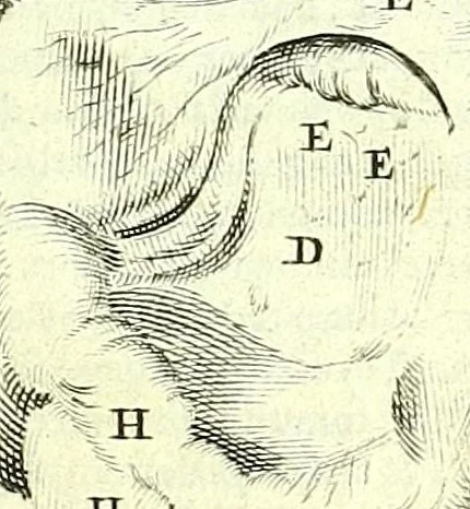 An illustration from Anatomia, ex Caspari Bartholini parentis Institutionibus,, 1651, leaf 71