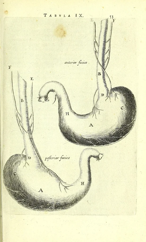 An illustration from Anatomia, ex Caspari Bartholini parentis Institutionibus,, 1651, leaf 75