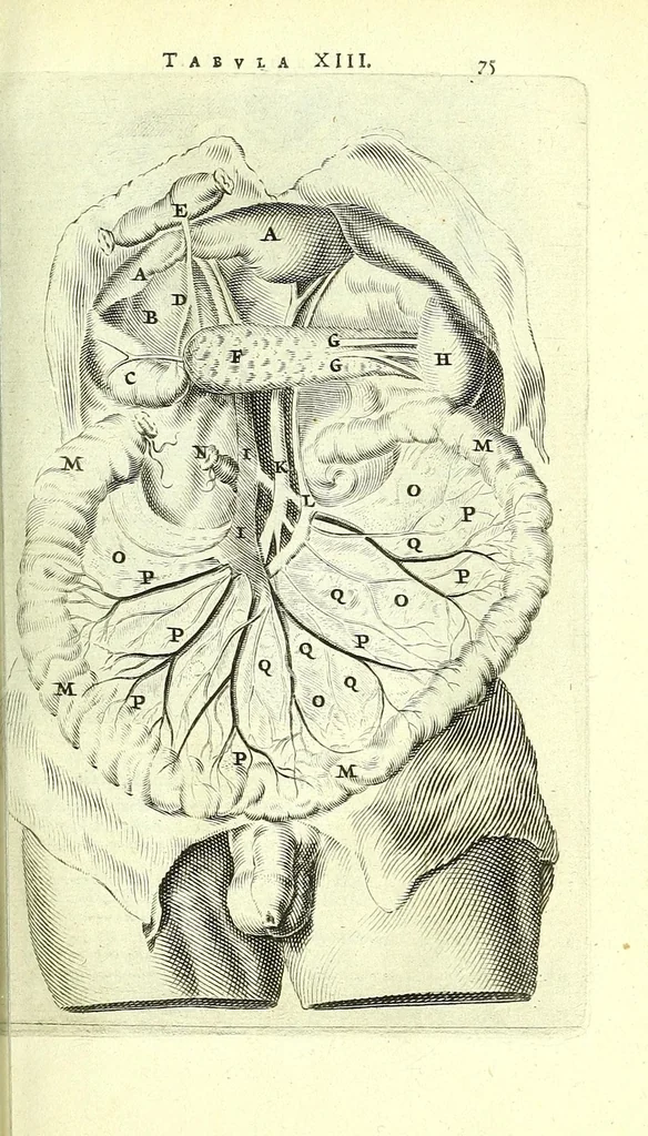 An illustration from Anatomia, ex Caspari Bartholini parentis Institutionibus,, 1651, leaf 97