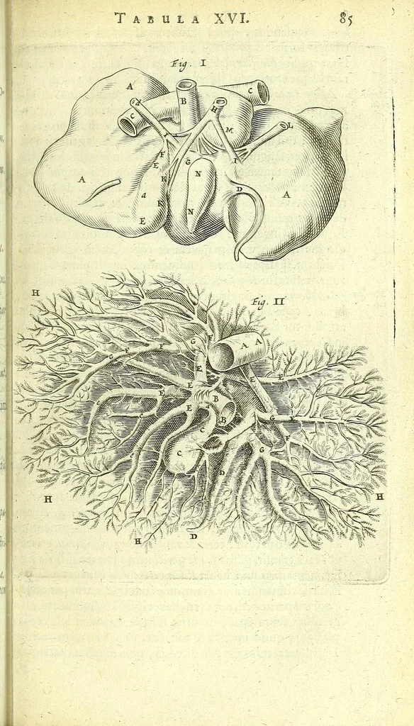An illustration from Anatomia, ex Caspari Bartholini parentis Institutionibus :, 1666, leaf 109