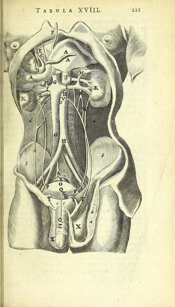 An illustration from Anatomia, ex Caspari Bartholini parentis Institutionibus :, 1666, leaf 135