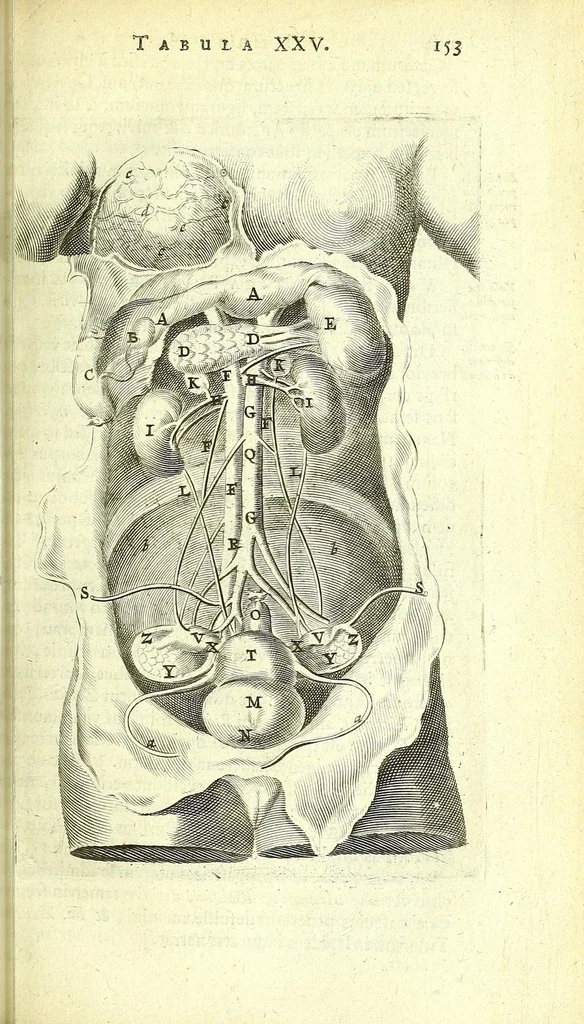 An illustration from Anatomia, ex Caspari Bartholini parentis Institutionibus :, 1666, leaf 177